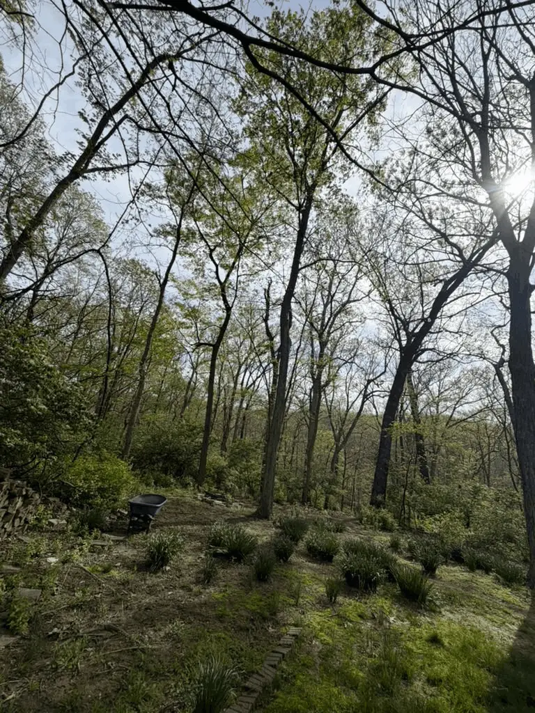 Steep wooded backyard slope behind an Oakville, MO home before the retaining wall